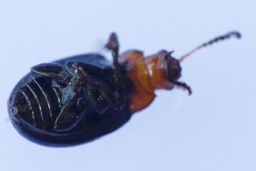Réf. 231 900 : Podagrica fuscipes